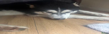 Siberian Husky teenager 