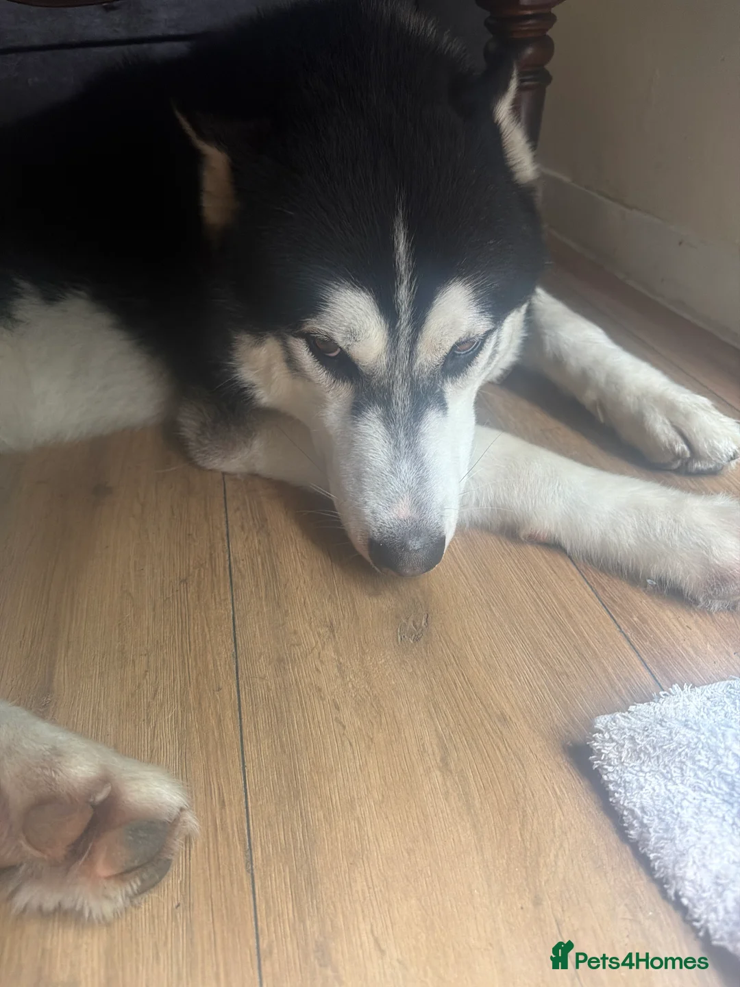 Siberian Husky dogs for sale: Shadow in London - Advert 2