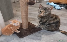 Mixed Breed cats for sale: 4 kittens for sale  - Image 11