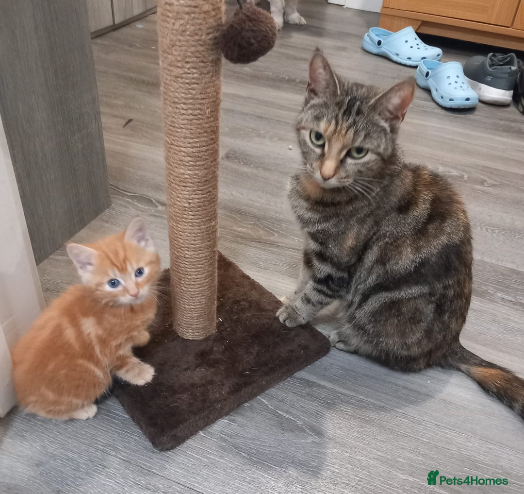 Mixed Breed cats for sale: 4 kittens for sale  - Image 11