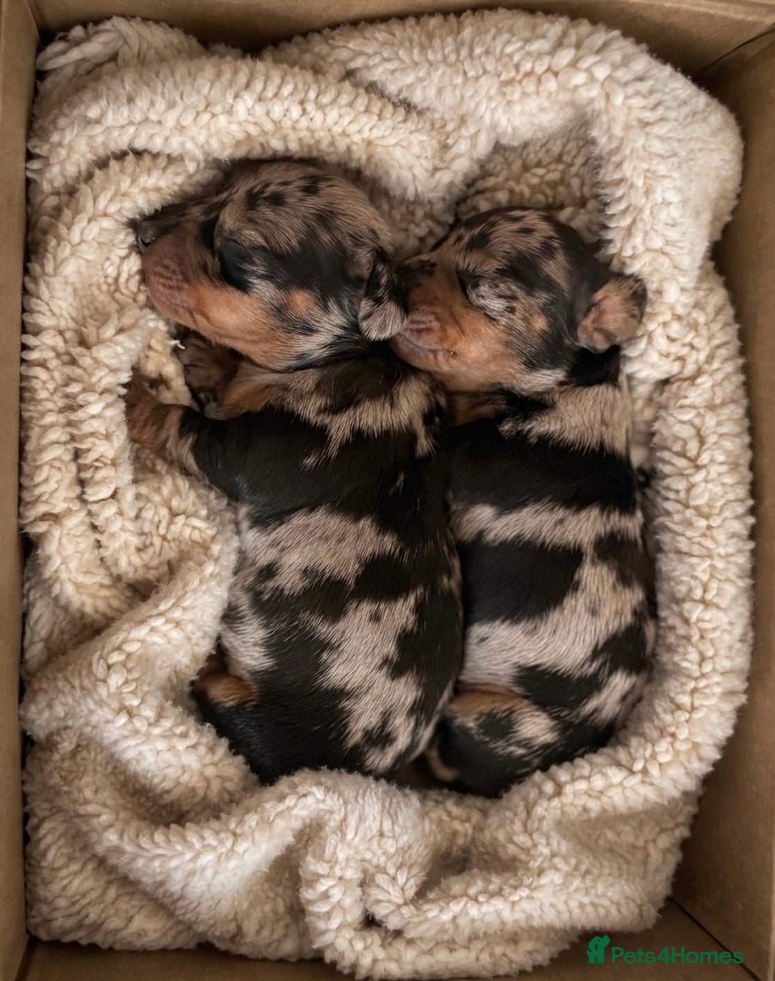 Miniature Dachshund dogs EXCEPTIONAL QUALITY KC DAPPLE GIRLS - Advert 3