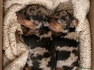 Miniature Dachshund dogs EXCEPTIONAL QUALITY KC DAPPLE GIRLS - Advert 3
