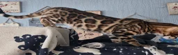 Bengal cats for sale: Pedigree brown and blue rosetted bengals - Advert 2