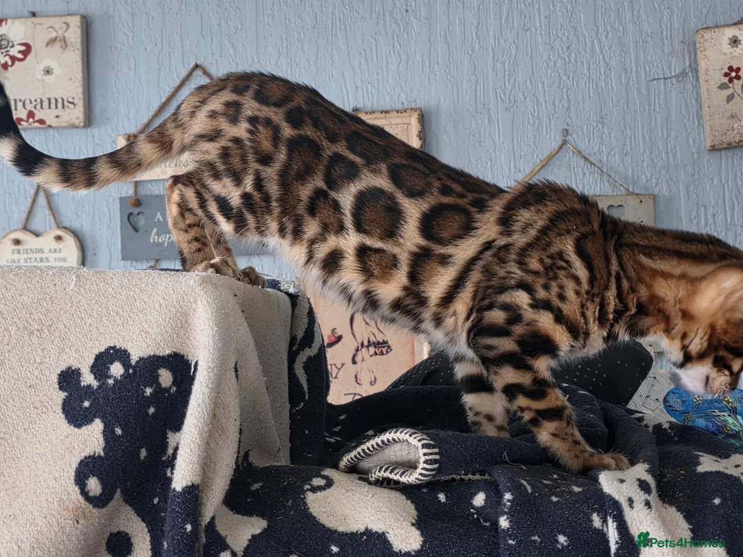 Bengal cats for sale: Pedigree brown and blue rosetted bengals - Advert 2