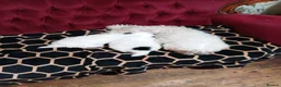 Bichon Frise dogs for sale: Bischon frize - Advert 20