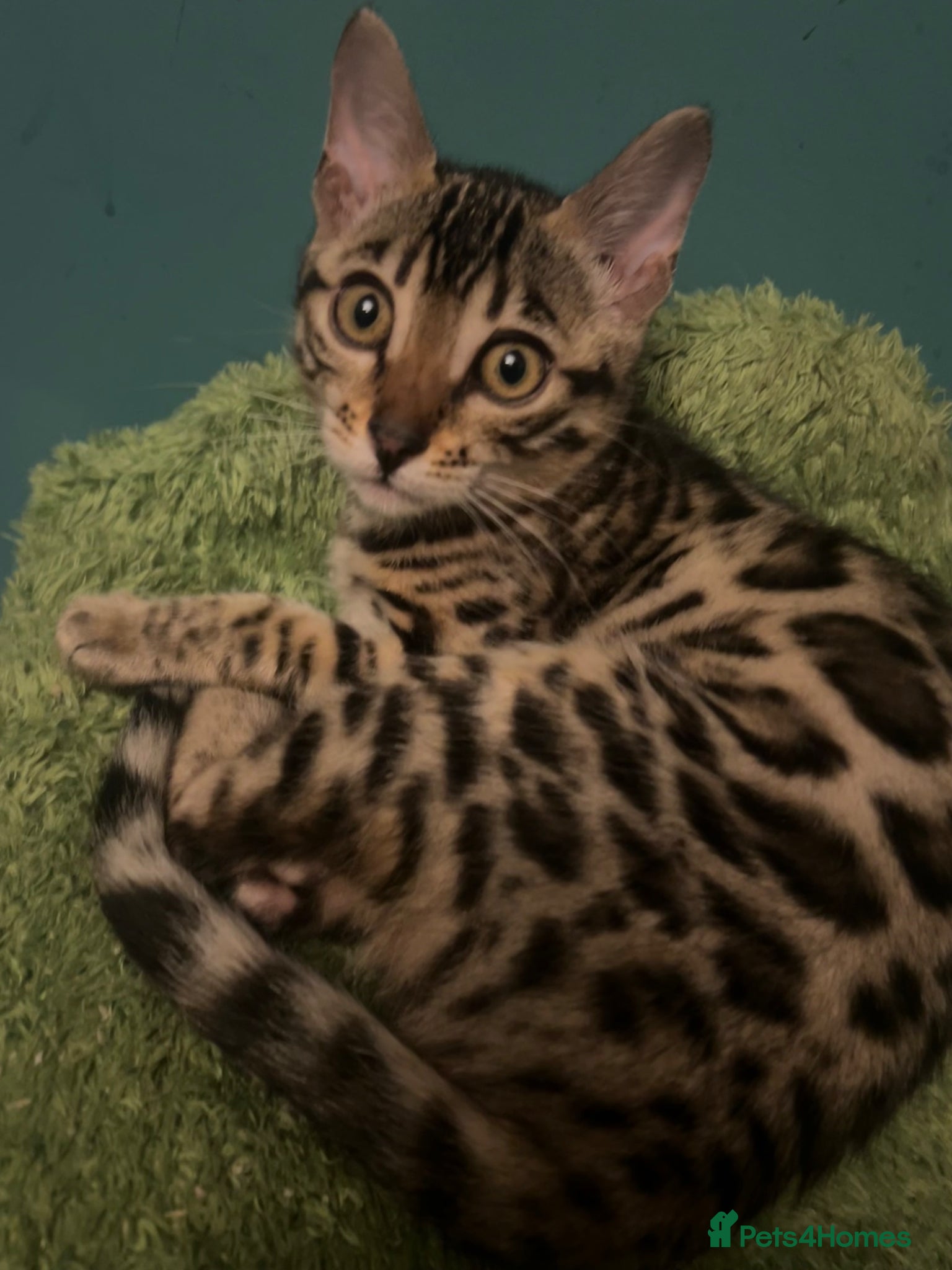 Bengal cats Supper friendly TICA registered kittens  - Advert 1