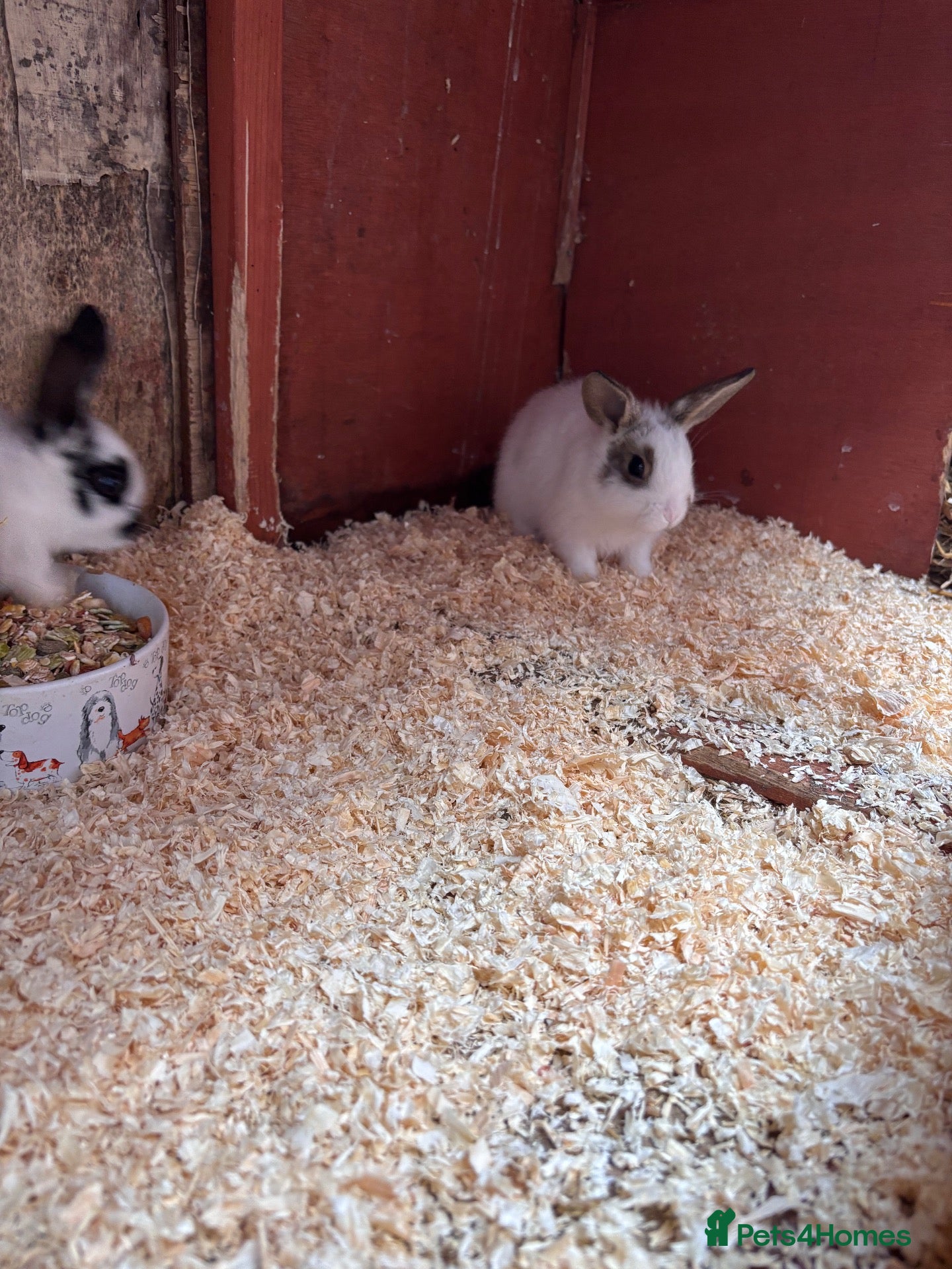 Mini Lop rabbits Mini lops ready to go - Advert 2