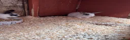 Mini Lop rabbits for sale: Mini lops ready to go - Advert 2