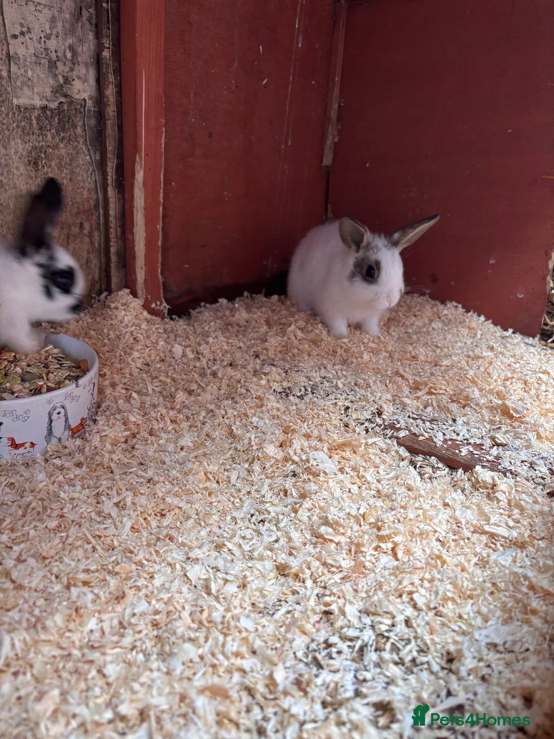 Mini Lop rabbits for sale: Mini lops ready to go - Advert 2