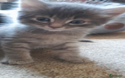 Mixed Breed cats for sale: Kittens  - Image 2