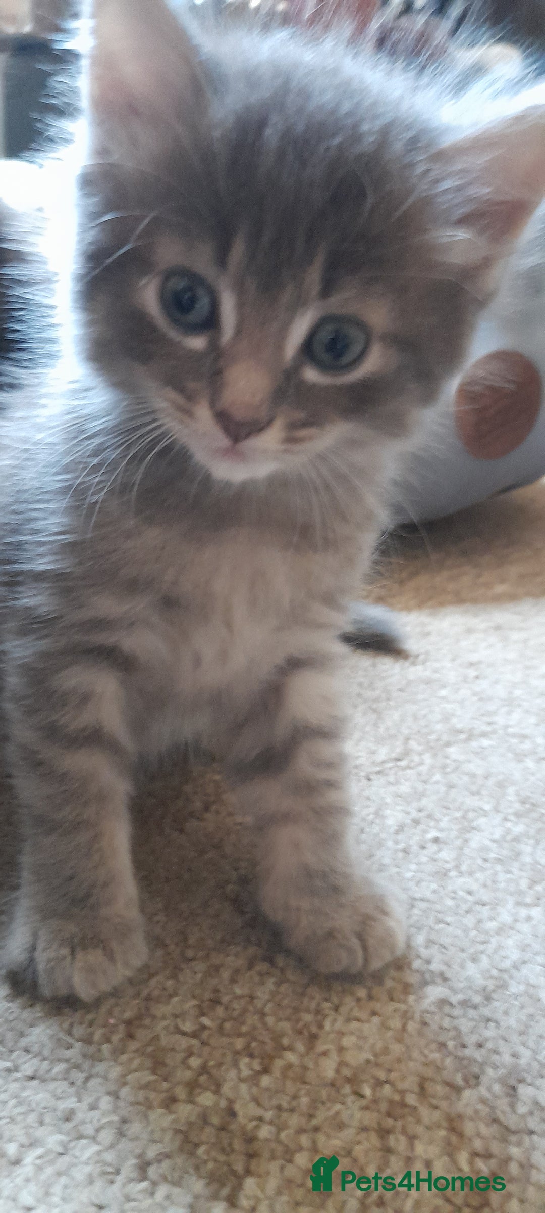 Mixed Breed cats for sale: Kittens  - Image 2