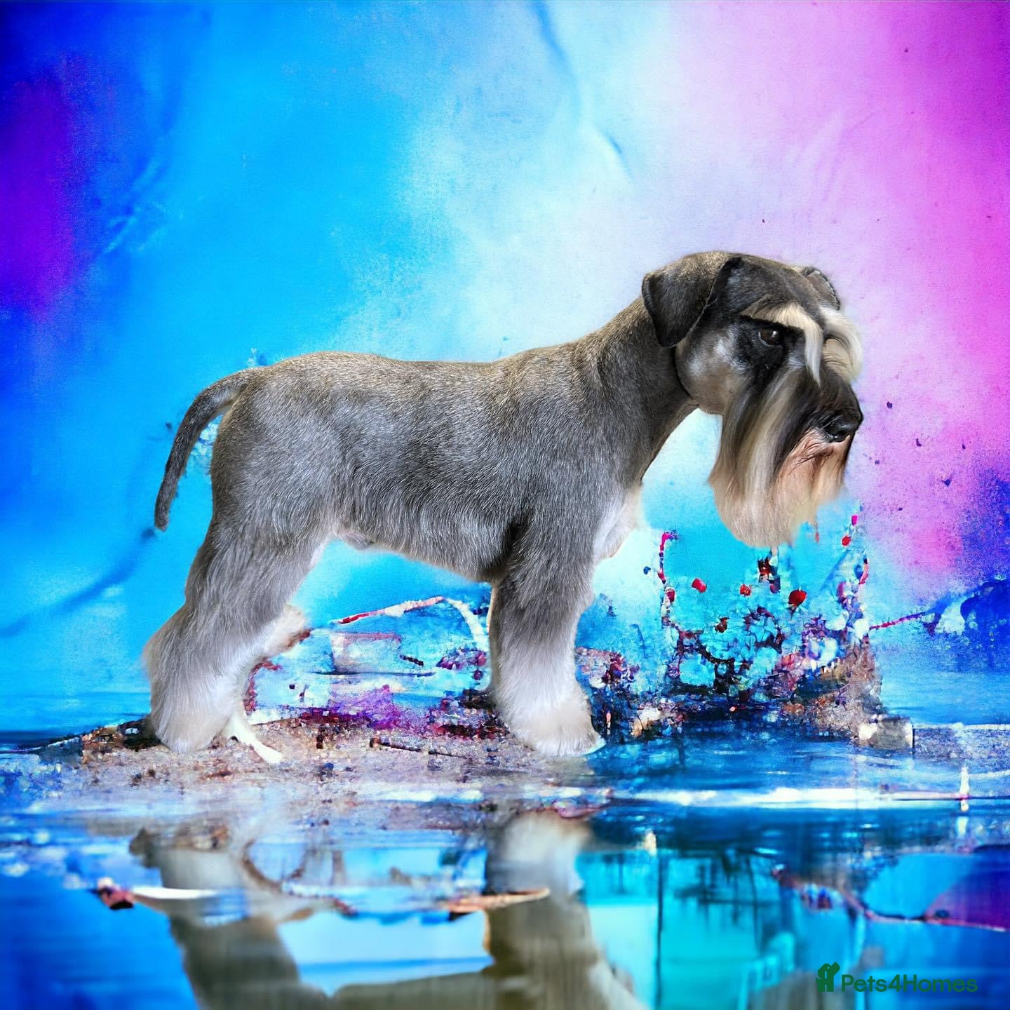 Miniature Schnauzer dogs STUNNING HEALTH TETSED MINI SCHNAUZER FOR STUD in Wigan - Advert 4