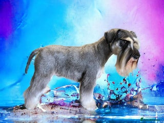 Miniature Schnauzer dogs in Wigan - Advert 1