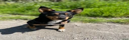 Mixed Breed dogs for sale: 3 Border collie pups  - Advert 2