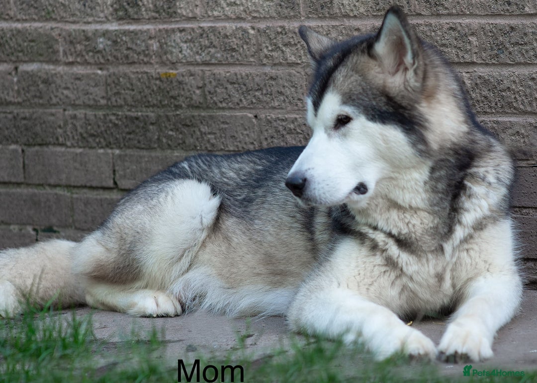 Alaskan Malamute dogs for sale: 🌟Beautiful pure malamutes💯 - Image 10