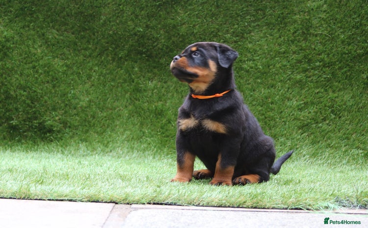 Rottweiler dogs - Advert 2