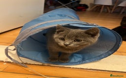 British Shorthair cats for sale: For sale  - Image 2
