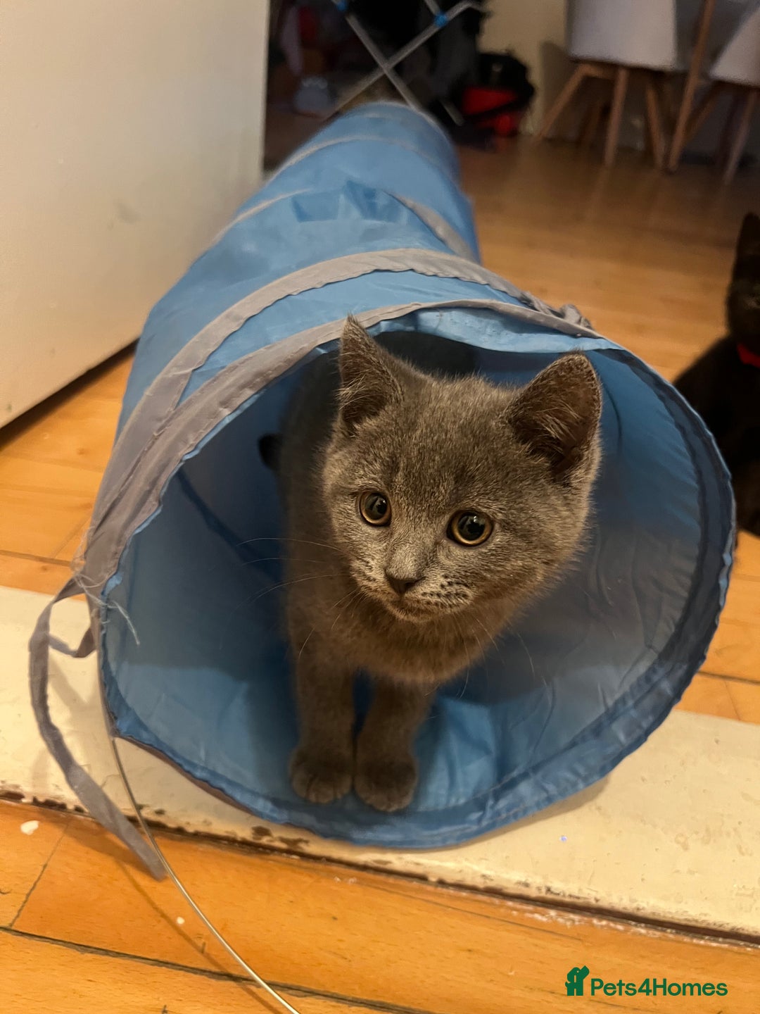 British Shorthair cats for sale: For sale  - Image 2