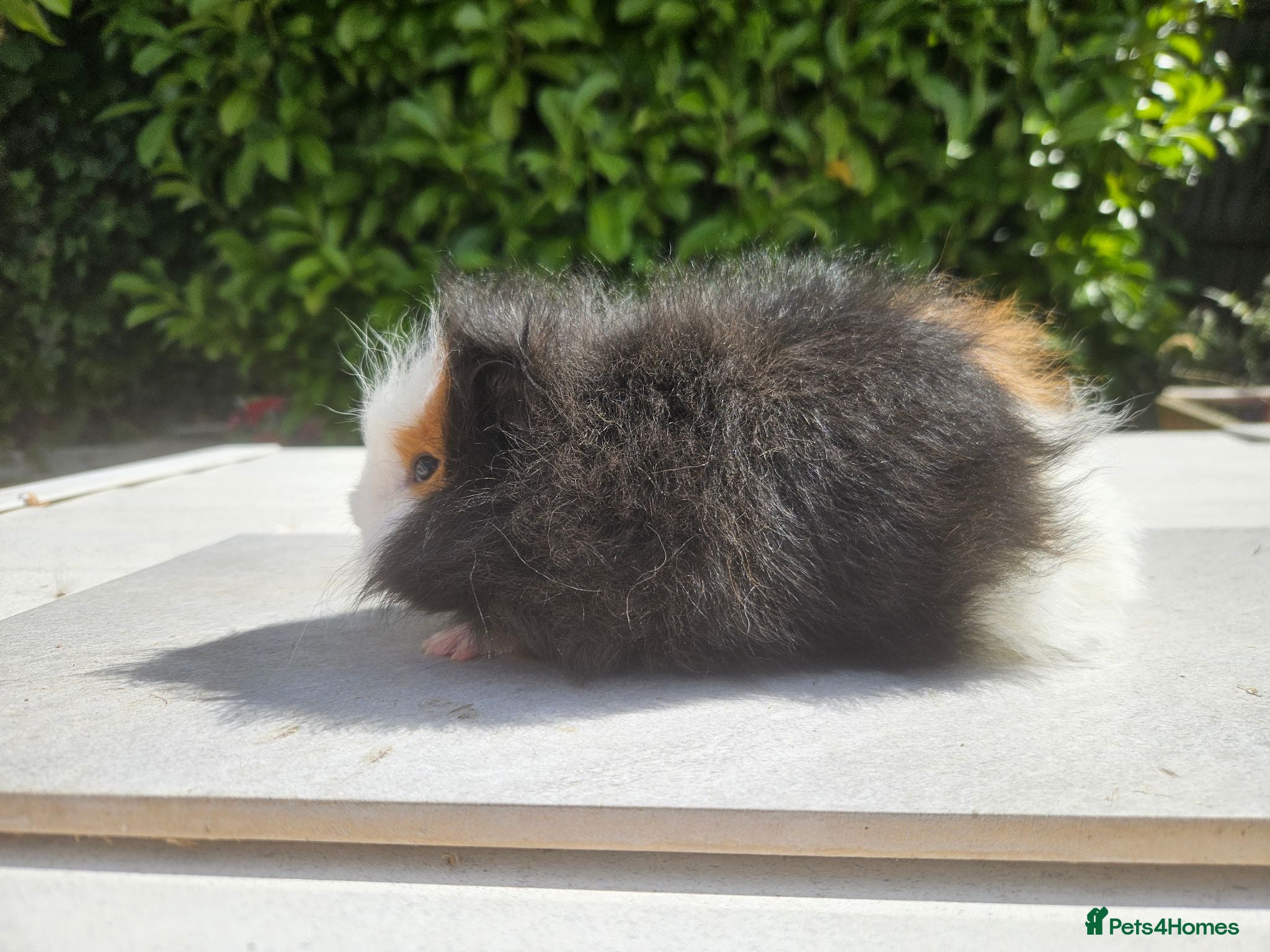 Guinea Pig rodents Baby male swiss guinea pigs  - Advert 1