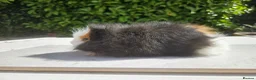Guinea Pig rodents for sale: Baby male swiss guinea pigs  - Advert 1