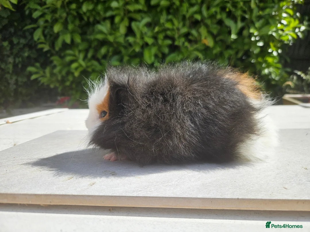 Guinea Pig rodents for sale: Baby male swiss guinea pigs  - Advert 1
