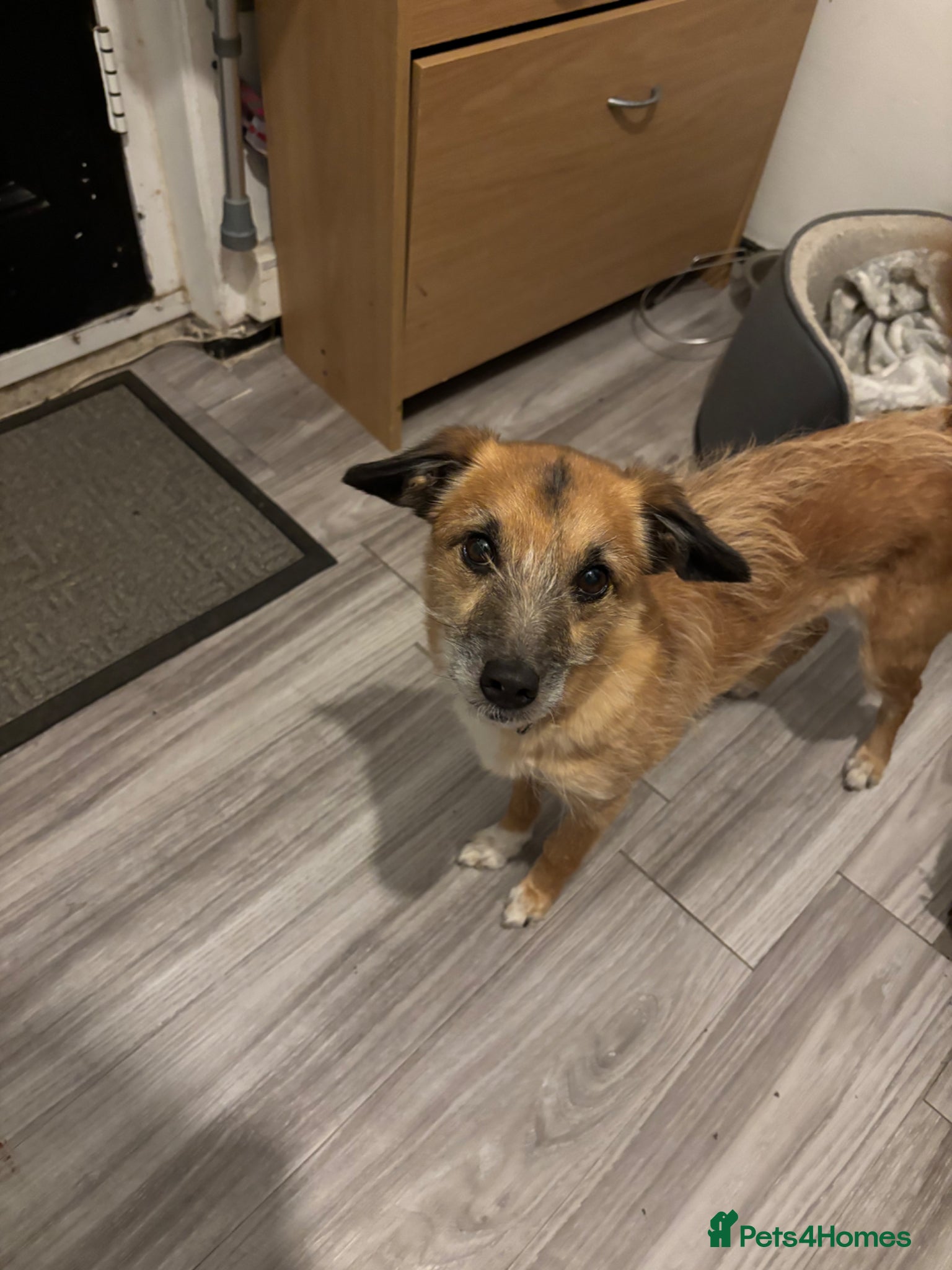 Mixed Breed dogs Bella  - Advert 10