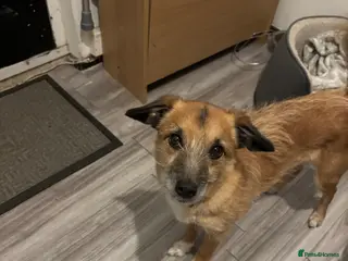 Mixed Breed dogs Bella - Advert 10