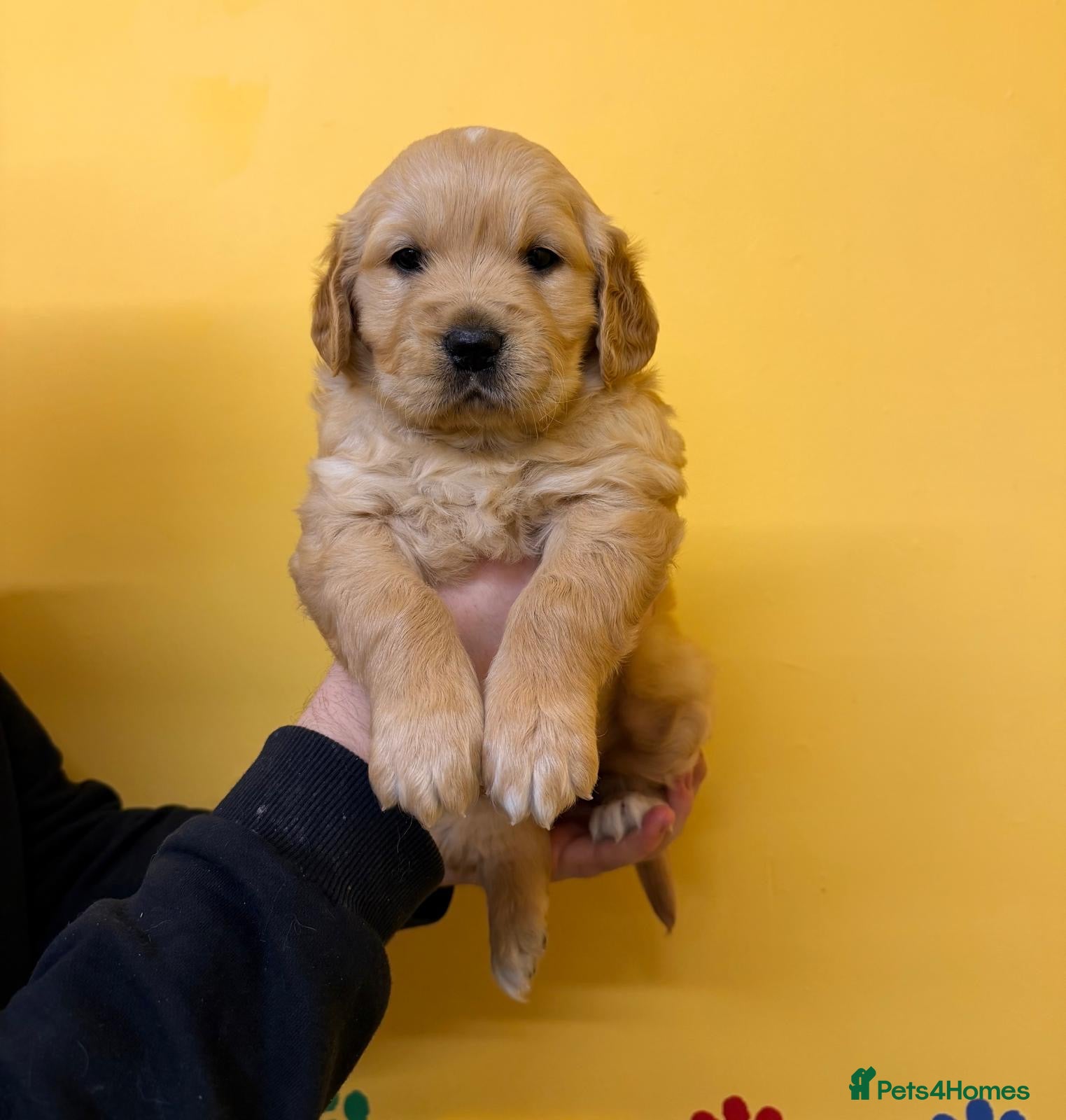 Golden Retriever dogs Stunning golden retriever puppies for sale  - Advert 2