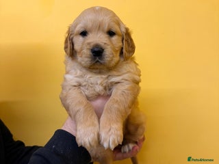 Golden Retriever dogs Stunning golden retriever puppies for sale - Advert 2