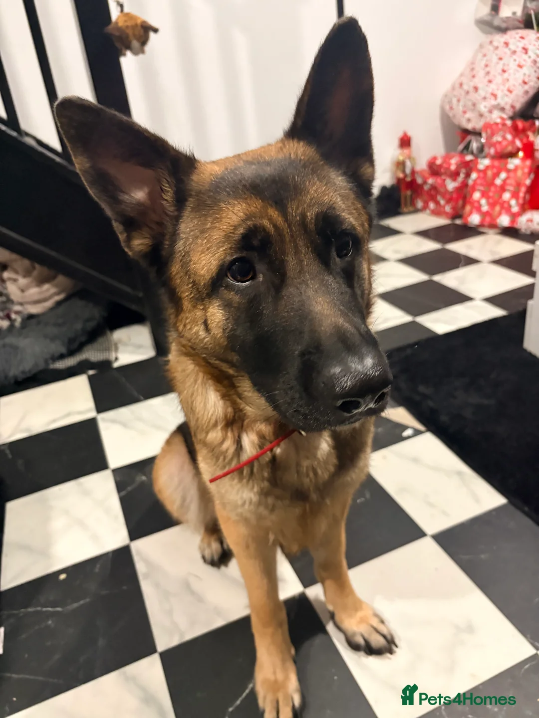 German Shepherd dogs for sale: German Shepherd  - Advert 1