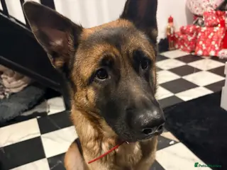 German Shepherd dogs German Shepherd - Advert 5