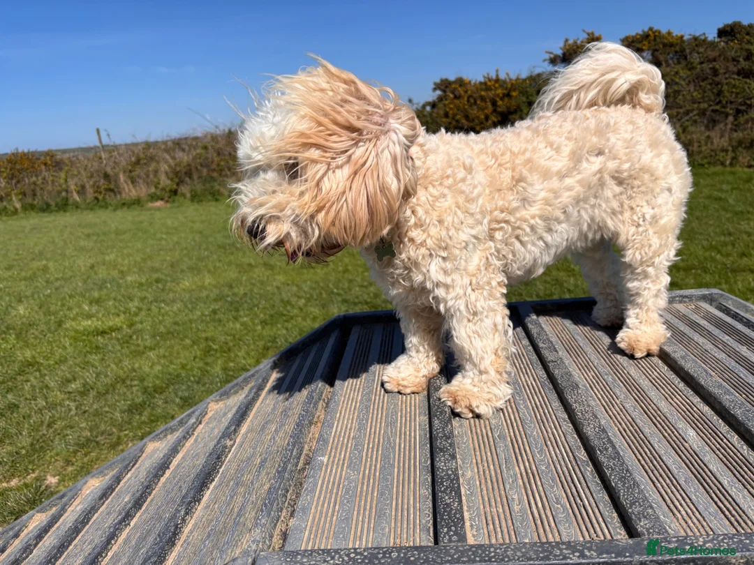 Cavachon dogs for sale: Lovely Female Cavachon - Advert 5