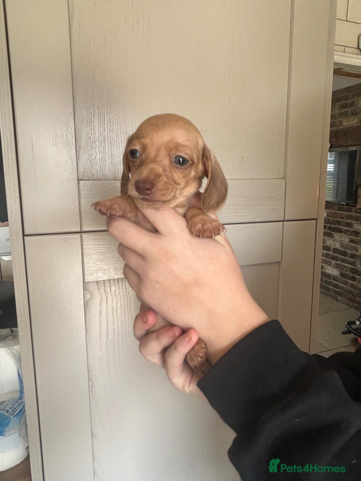 Miniature Dachshund dogs for sale: KC miniature dachshunds - Advert 18
