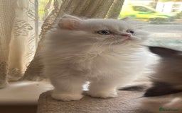 Persian cats for sale: Pure Persian baby's looking lovely home   - Image 3