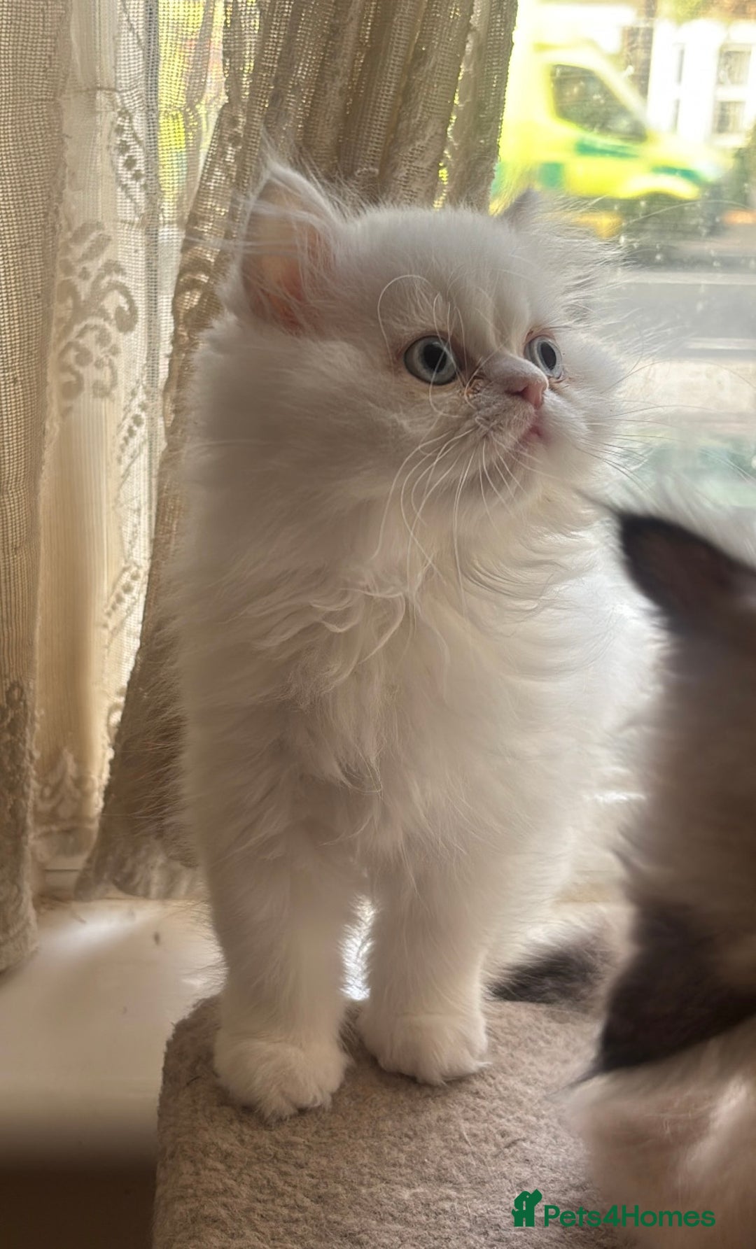 Persian cats for sale: Pure Persian baby's looking lovely home   - Image 3