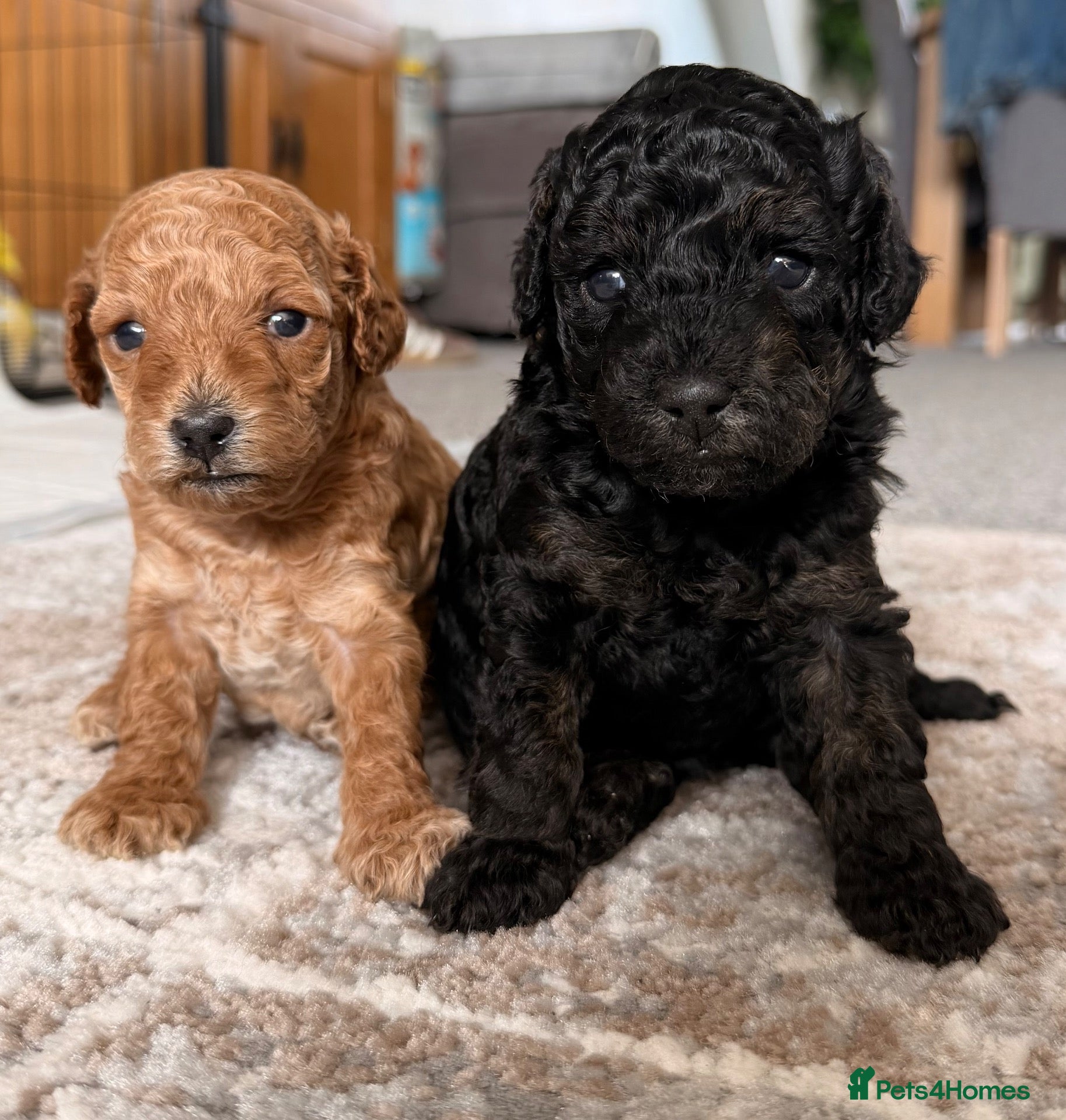 Cavapoo dogs Little red Lady  - Advert 3