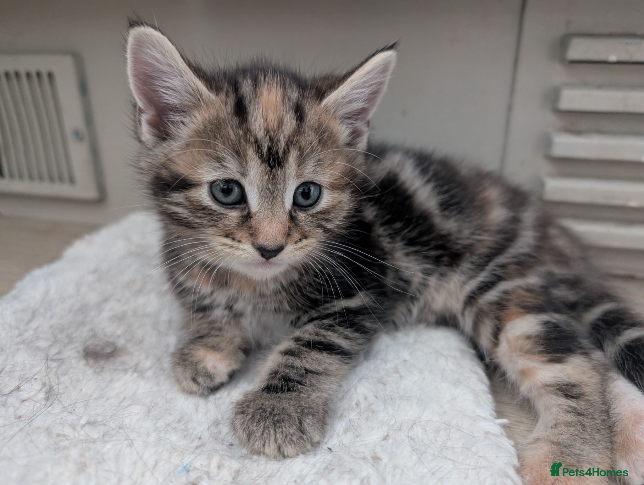 Mixed Breed cats Tortoise shell and tabby - Torbie - kittens  - Advert 2