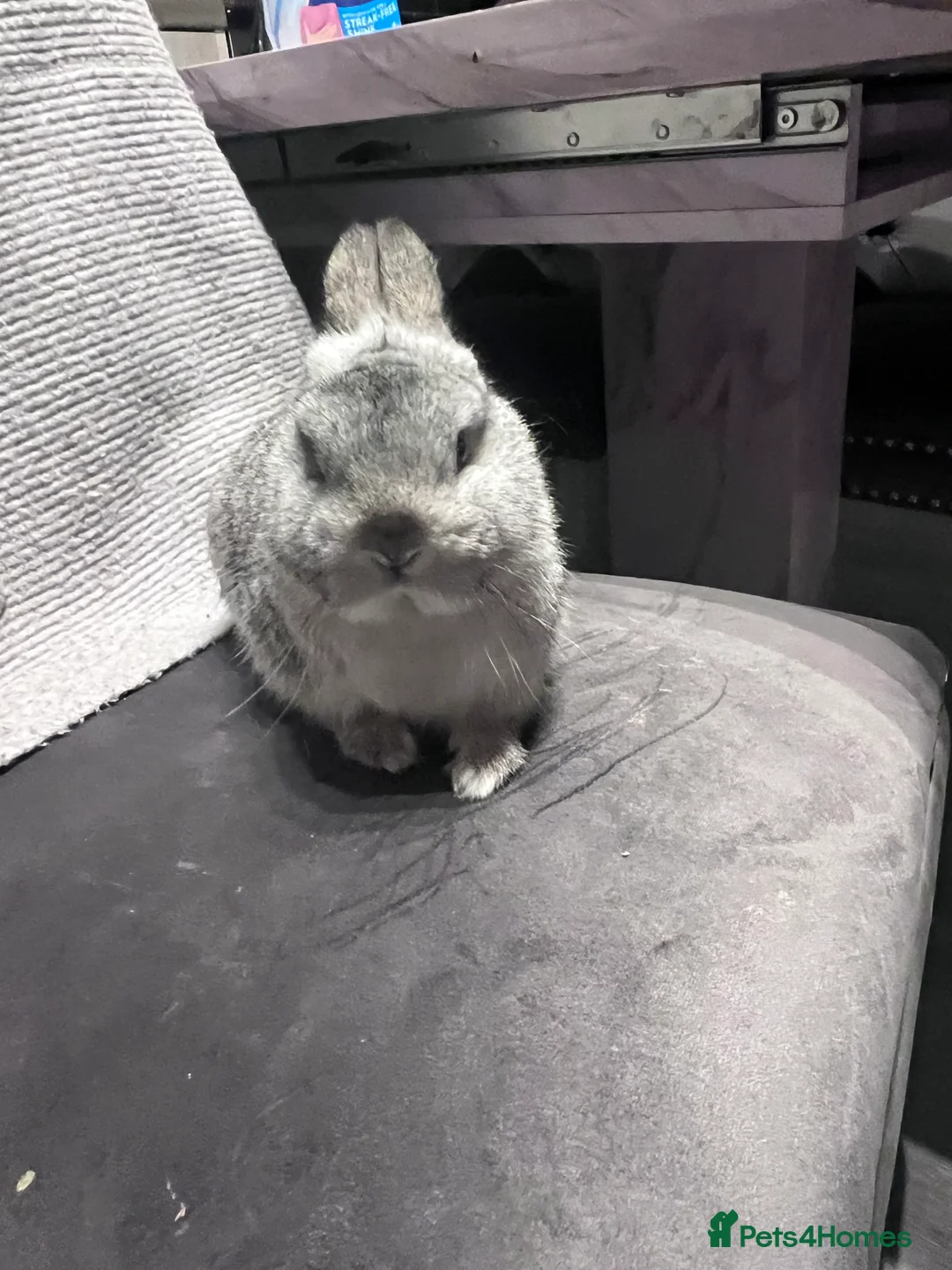 Netherland Dwarf rabbits for sale: Chinchilla Newlands dawlf baby - Advert 4