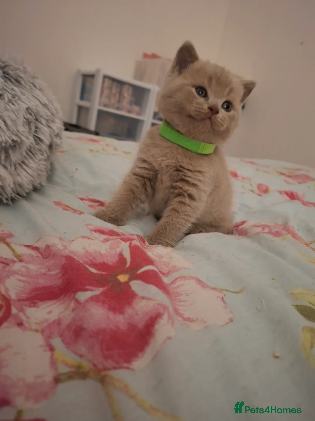 British Shorthair cats for sale: Only 1 blue boy & 1 blue girl available to reserve - Advert 13