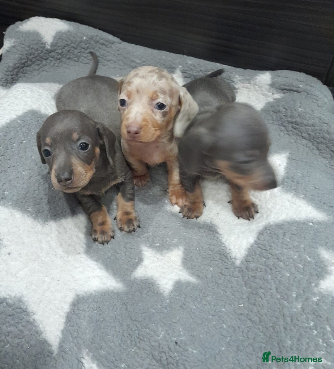 Miniature Dachshund dogs for sale: Miniature dachshund puppies  - Advert 2