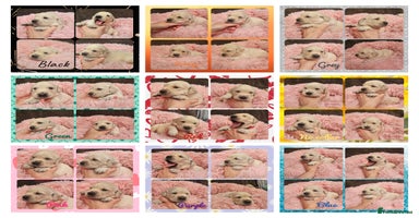 Golden Retriever dogs - Advert 3