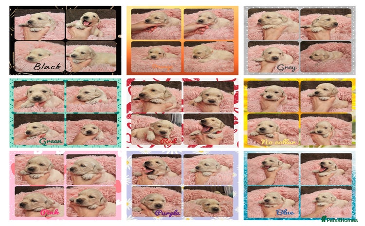 Golden Retriever dogs - Advert 8