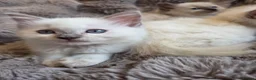 Ragdoll cats for sale: 🏆GCCF REG. EXTENSIVELY TESTED RAGDOLL KITTENS 🌟 - Advert 9