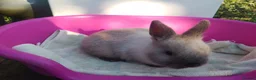 Netherland Dwarf rabbits for sale: Pretty Female and Male Netherland Dwarf Babies - Advert 3