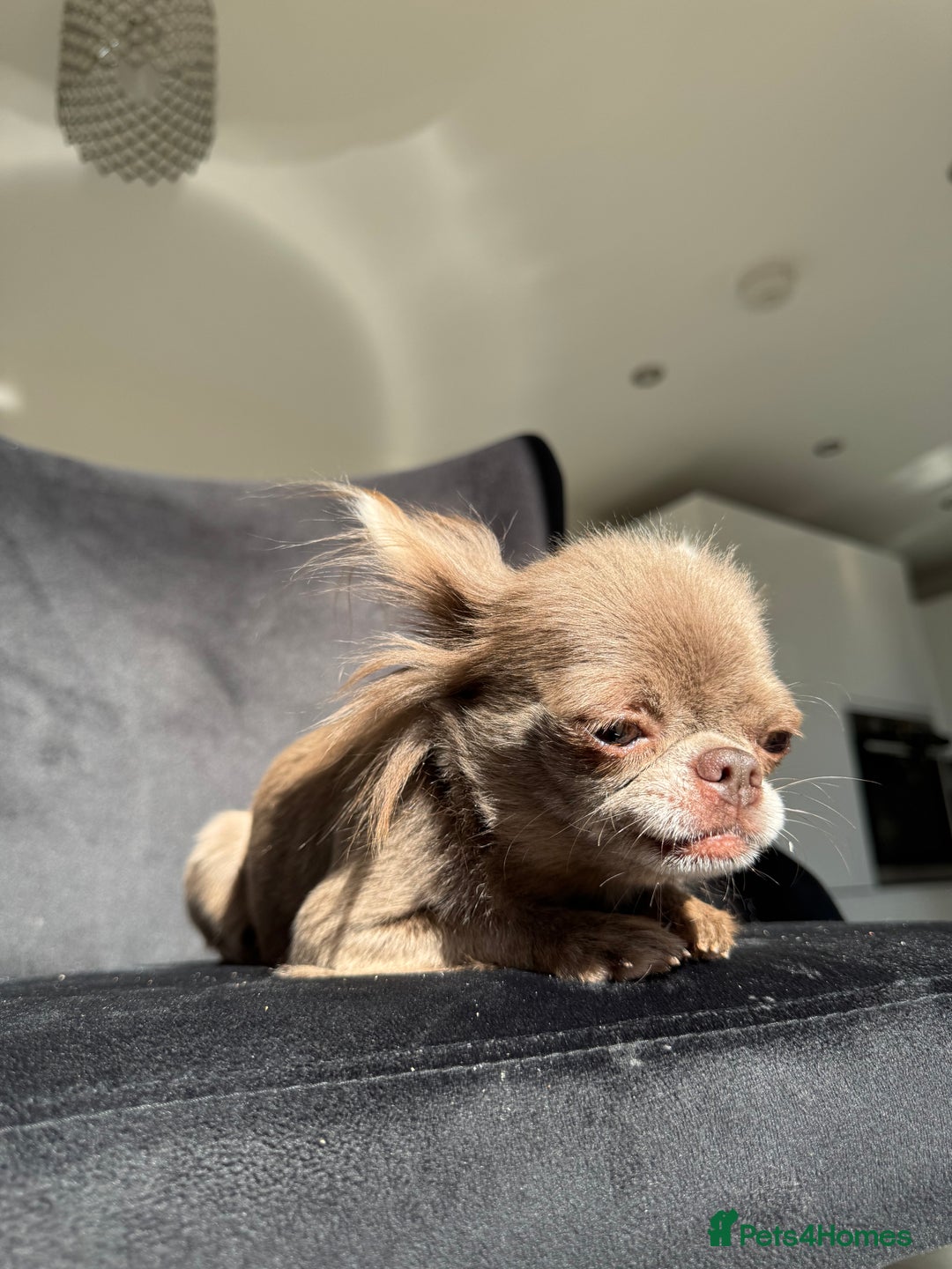 Chihuahua dogs for sale: Long haired lilac chihuahua girl - Image 14