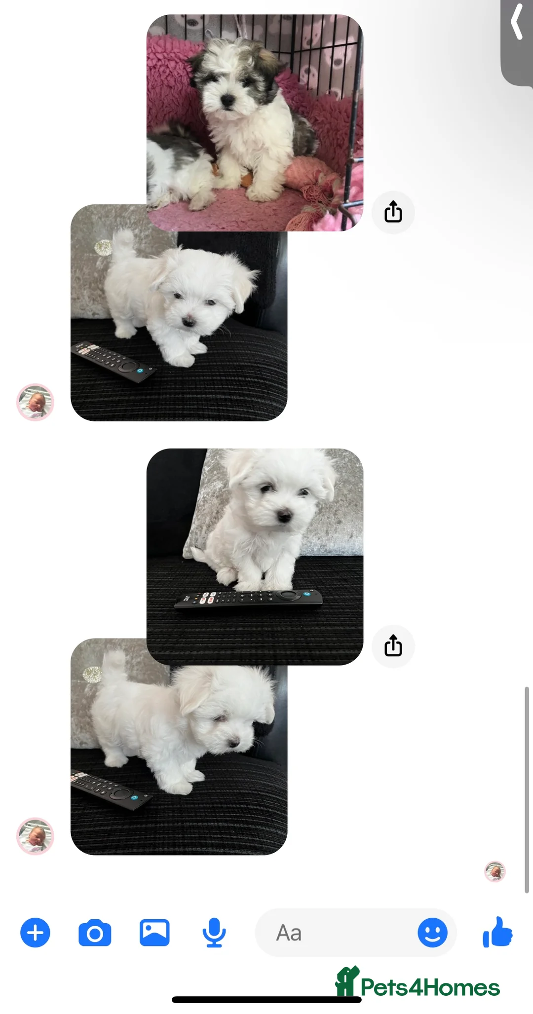 Toy Poodle dogs for stud: 7.5inch Toy HEALTH TESTED ASIAN IMPORT in Guildford - Advert 37