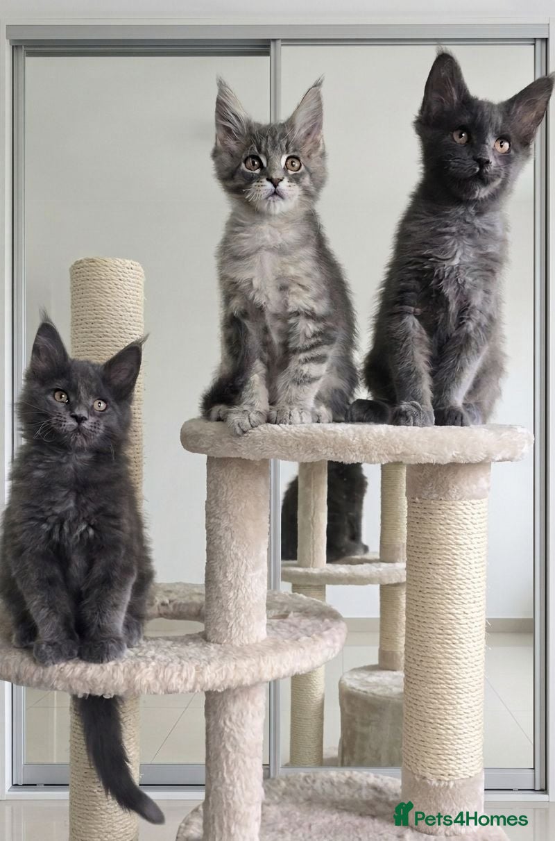 Maine Coon cats Maine Coon Kitten ready - Advert 2