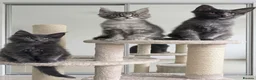 Maine Coon cats for sale: Maine Coon Kitten ready - Advert 2