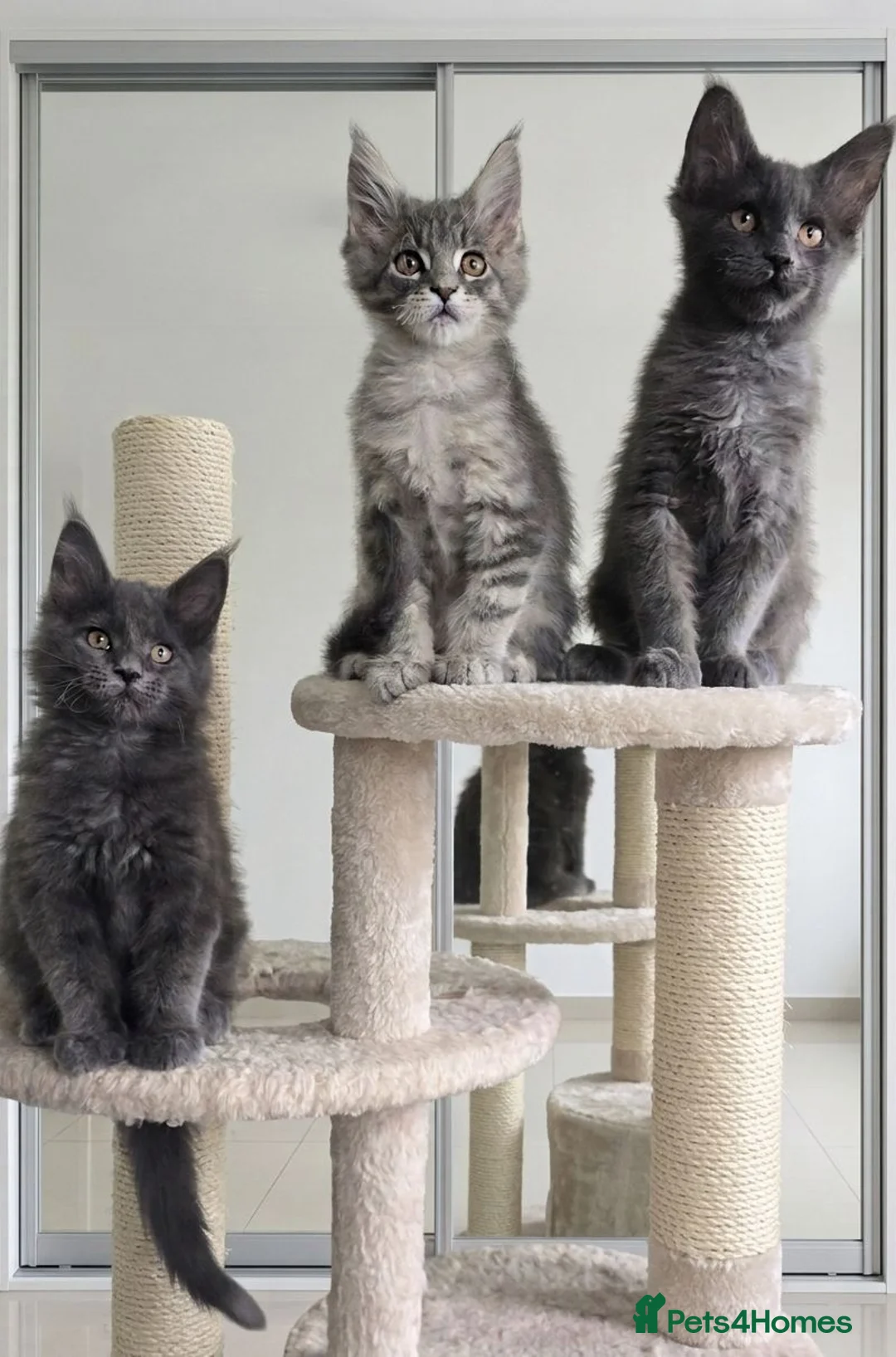 Maine Coon cats for sale: Maine Coon Kitten ready - Advert 2