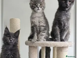 Maine Coon cats Maine Coon Kitten ready - Advert 1